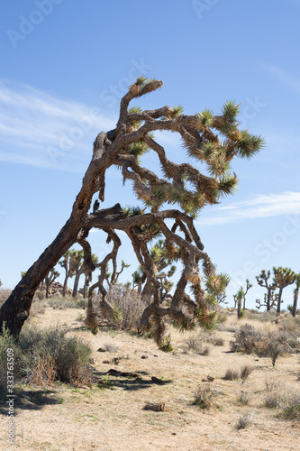 Desert Landscape © KCULP