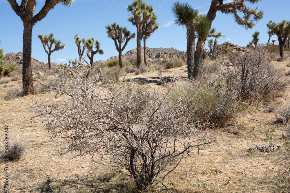 Desert Landscape Desert Landscape