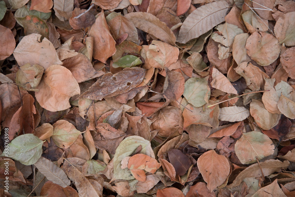Dry autumn leaves in red, orange and brown colors. To close. Background. Dry autumn leaves in red, orange and brown colors. To close. Background.