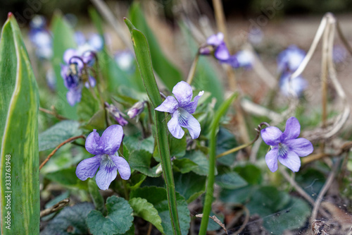 Early dog-violet (Viola reichenbachiana)