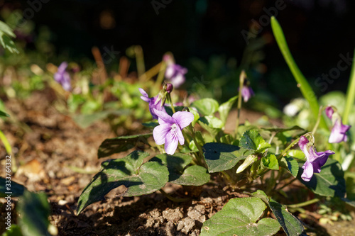 Early dog-violet (Viola reichenbachiana)