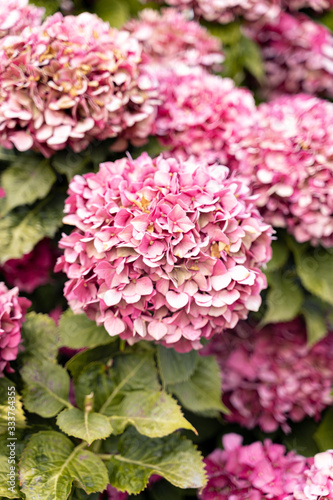 Hydrangea