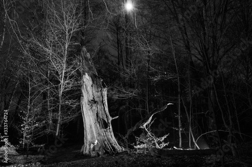 nächtlicher Mond scheint durch Äste, im Vordergrund ein beleuchteter toter Baumstamm, schwarzweiß 