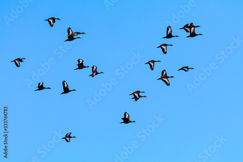 Flock of birds through the sunny autumn sky of intense blue.