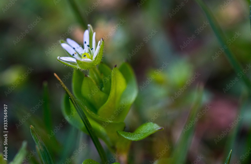 Obraz premium Tiny white green flower