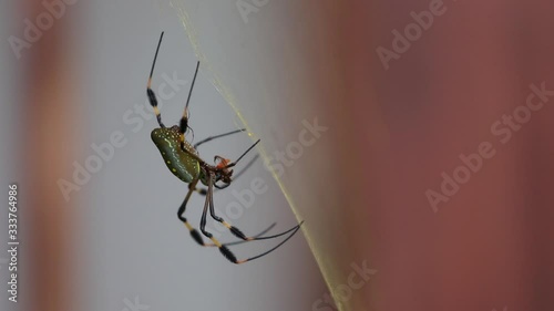 Golden Orb spider sitting in net in Costa Rica rainforest photo