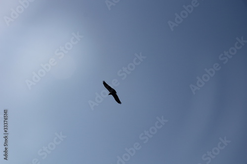 eagle in flight