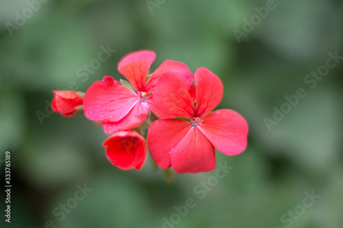 red flower