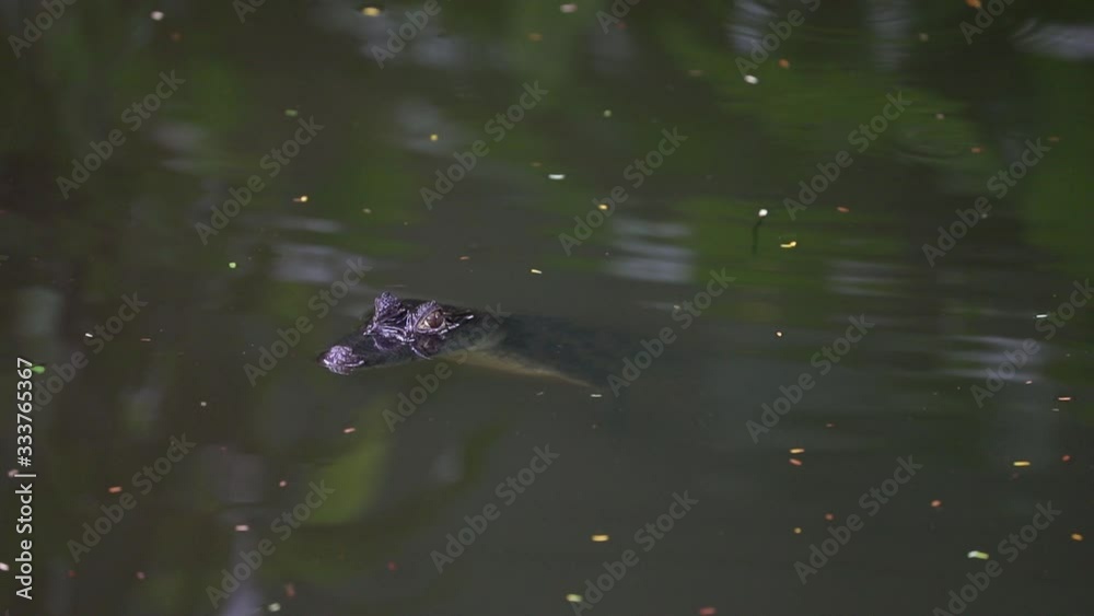 Young Caiman in little pond in Costa Rica Young Caiman in little pond in Costa Rica