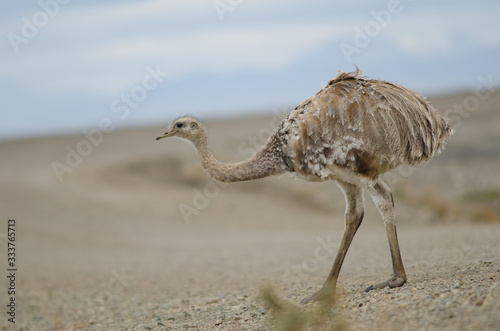 Darwin's rhea Rhea pennata in the Pecket Harbour Reserve. photo