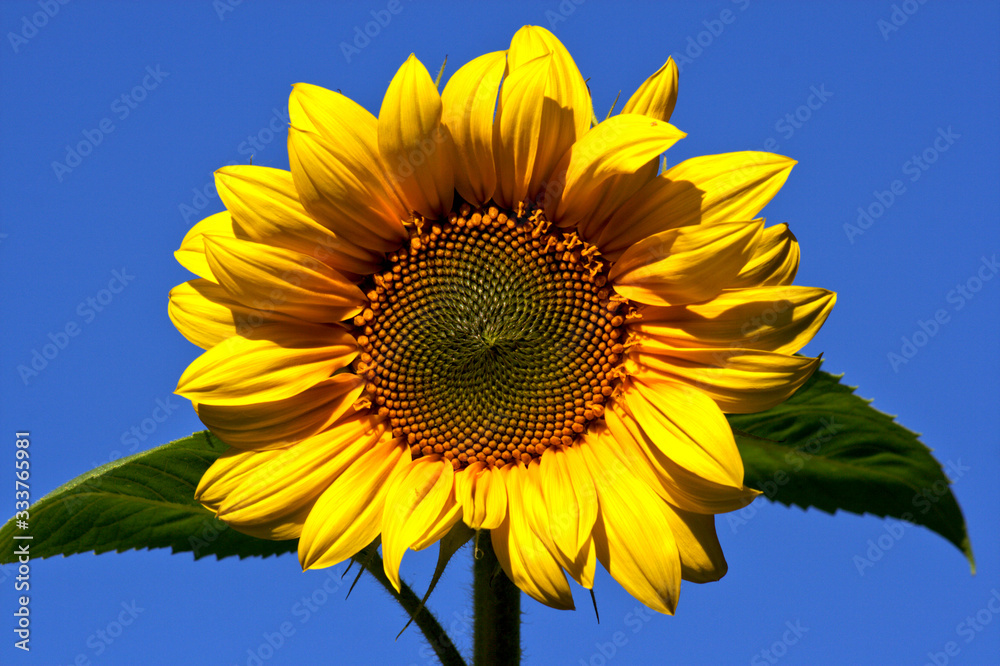 Obraz premium Sunflower