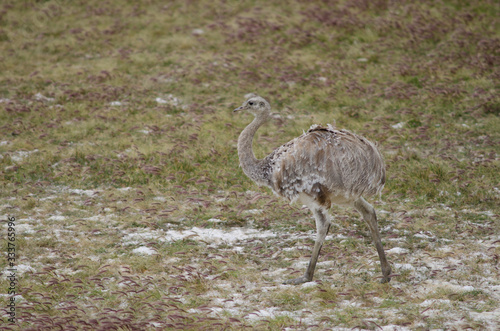 Darwin's rhea Rhea pennata in the Pecket Harbour Reserve. photo