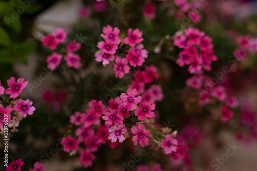 small spanish pink flowers