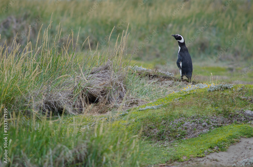 Magellanic penguin in the Otway Sound and Penguin Reserve. Magellanic penguin in the Otway Sound and Penguin Reserve.