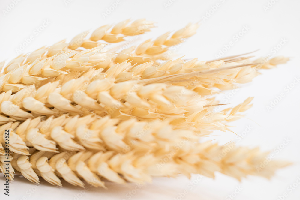 Obraz premium Oat spike isolated on bright background close-up. Bunch of ears.