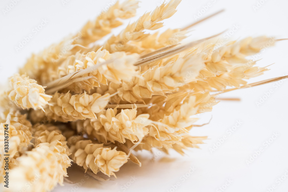 Fototapeta premium Oat spike isolated on bright background close-up. Bunch of ears.