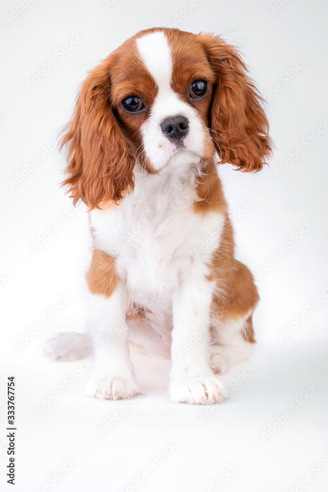 Little dog Cavalier King Charles Spaniel