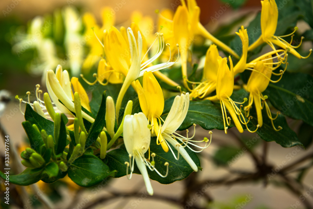 Fototapeta premium Curly jasmine blooms yellow,