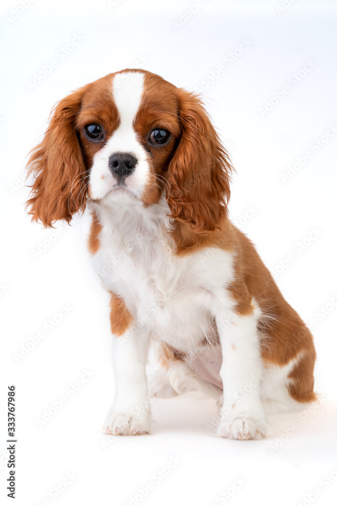 Little dog Cavalier King Charles Spaniel