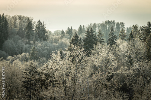 Beautiful forest landscape view with pines. Vintage and retro style. Mystery forest