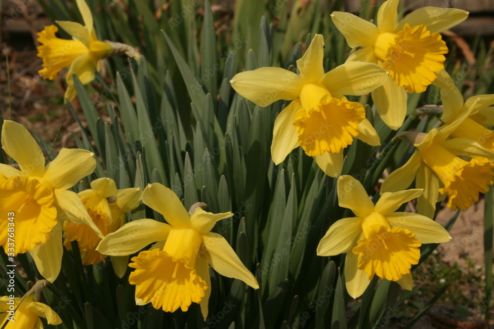 yellow daffodils in the garden yellow daffodils in the garden