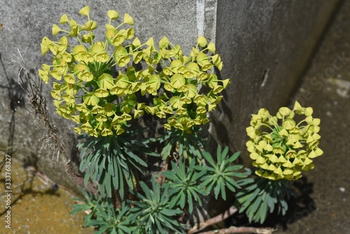 Euphorbia characias subsp.wulfenii / Perennial color leaf plants.