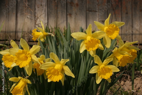 yellow daffodils on wooden background
