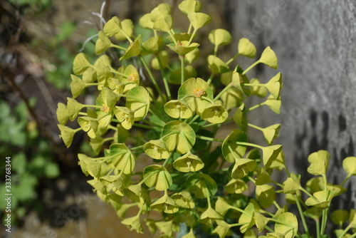 Euphorbia characias subsp.wulfenii / Perennial color leaf plants. photo