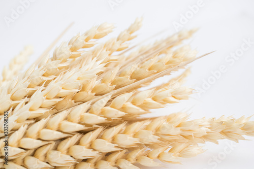 Oat spike isolated on bright background close-up. Bunch of ears.