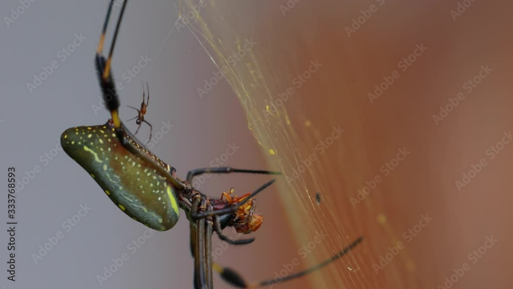 Golden Orb spider sitting in net in Costa Rica rainforest