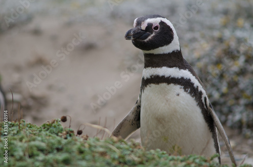 Magellanic penguin Spheniscus magellanicus in the Otway Sound and Penguin Reserve.