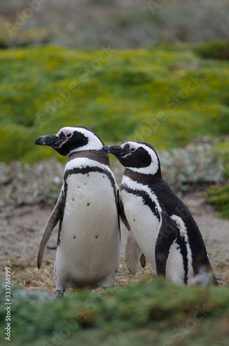 Magellanic penguins Spheniscus magellanicus in the Otway Sound and Penguin Reserve.