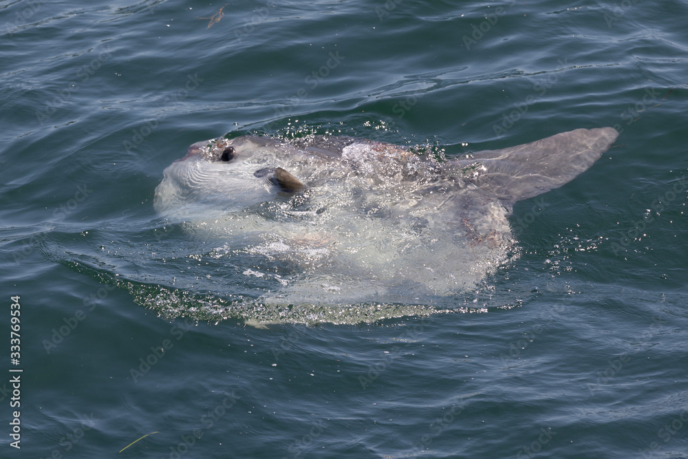 Obraz premium Sun Fish soaking in sun on surface of ocean