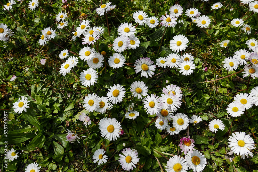 Spring daisy flowers with green grass blue sky. Beautiful outdoor nature flower scene suitable for spring,Easter, holiday designs with space for text Spring daisy flowers with green grass blue sky. Beautiful outdoor nature flower scene suitable for spring,Easter, holiday designs with space for text