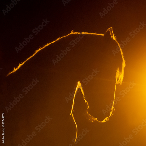 Outlined Silhouette of a Andalusian horse with in a orange smokey atmosphere, against the light with smoke and a bright lamp