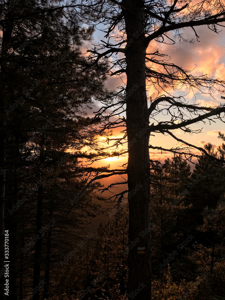 sunset in forest sunset in forest