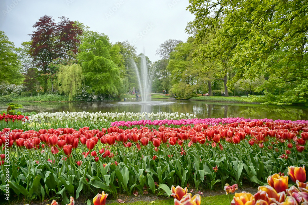 Rows of tulips and other flowers in a garden in the Netherlands. Rows of tulips and other flowers in a garden in the Netherlands.