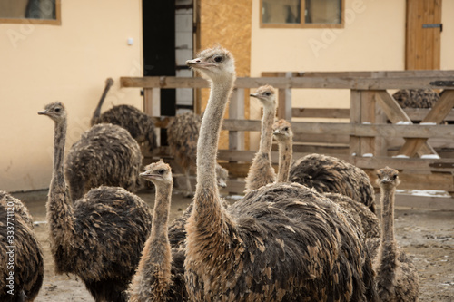 Ostrich, young ostriches on an ostrich farm
