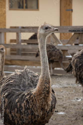 Ostrich, a flock of ostriches on an ostrich farm
