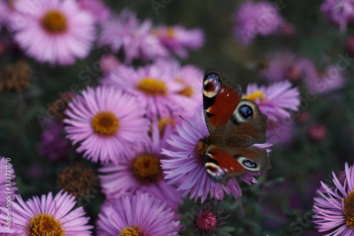 Bright purple flower in evening park. Pink petals. Violet flower in summer time with butterfly. Vanessa atalanta. Admiral. Close up shot of little chrysanthemums. Autumn garden in blooming season.