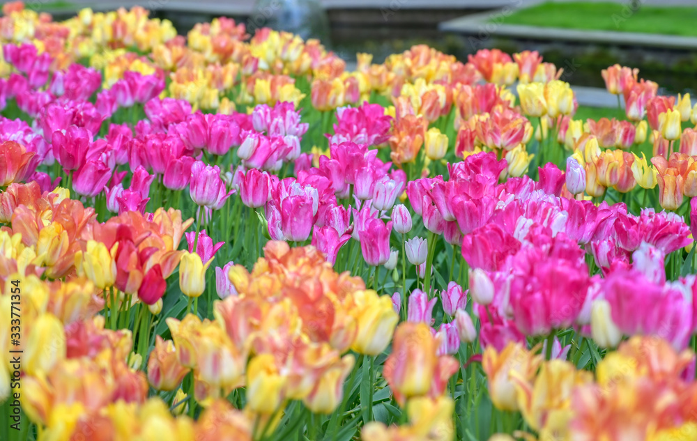 Rows of tulips and other flowers in a garden in the Netherlands. Rows of tulips and other flowers in a garden in the Netherlands.