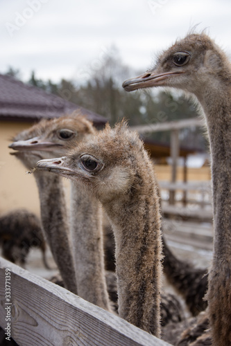 Ostrich, a flock of ostriches on an ostrich farm