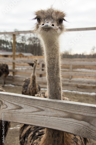 Ostrich, young ostriches on an ostrich farm