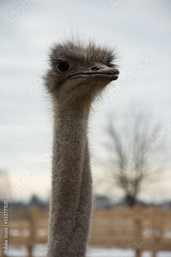 Ostrich, a flock of ostriches on an ostrich farm