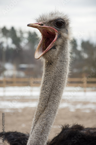 Ostrich, ostrich farm,
