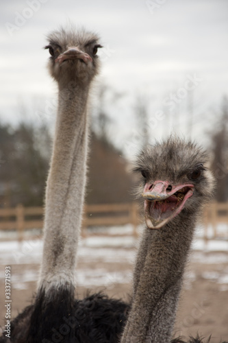 Ostrich, ostrich farm,
