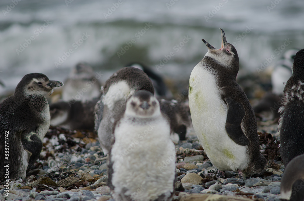 Naklejka premium Magellanic penguins in the Otway Sound and Penguin Reserve.