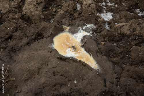 puddle of urine made by ostrich
