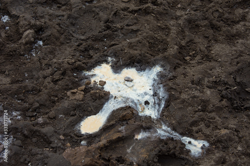 puddle of urine made by ostrich