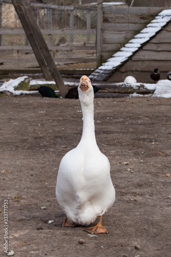 красивый толстый гусь, белый домашний гусь гуляет по птичьему двору